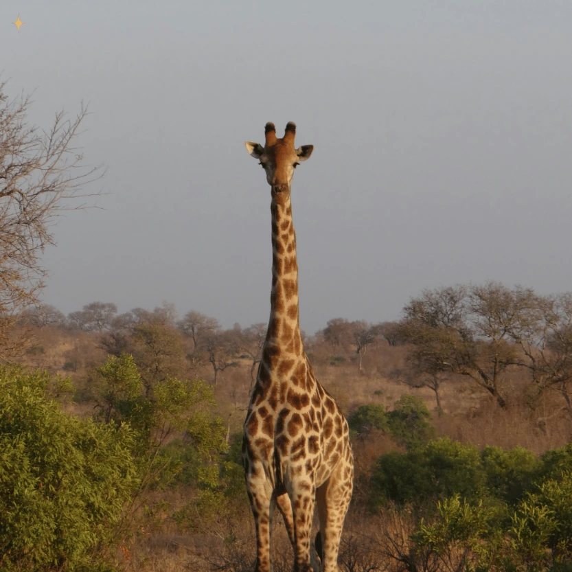 Chitwan Nature Escape from Kolkata 7D/6N – Jungle Safari & Wildlife Tour